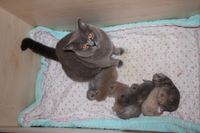 Bina mit ihren Kitten nach einer Woche