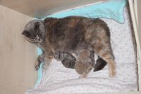 Bolle mit ihren Kitten eine Woche alt